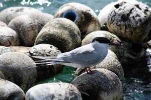 image-galerie